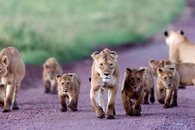 5 Days Serengeti Camping Safari - How the price compares with the experience