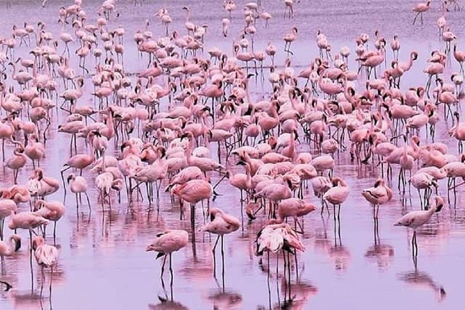 5 days serengeti, ngorongoro, tarangire & manyara lodge tour - Ngorongoro and the final wildlife concentration