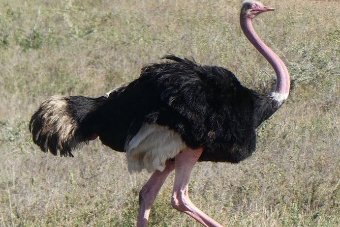 5 days Serengeti safari|Experience the great wildebeest migration - Days 2 and 3: Morning, afternoon, and full-day game drives