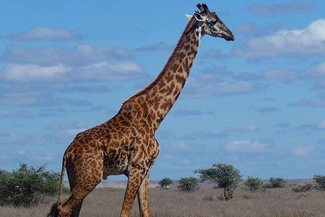 5 days Serengeti safari|Experience the great wildebeest migration - Day 5: Ngorongoro wildlife and return to Arusha