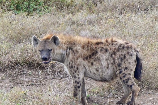 5 days Serengeti safari|Experience the great wildebeest migration - What the $3,000 price really includes