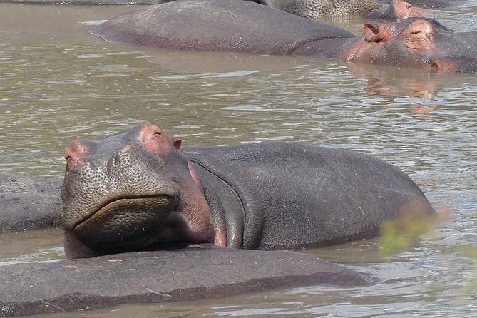 5 days Serengeti safari|Experience the great wildebeest migration - The people and service details that matter