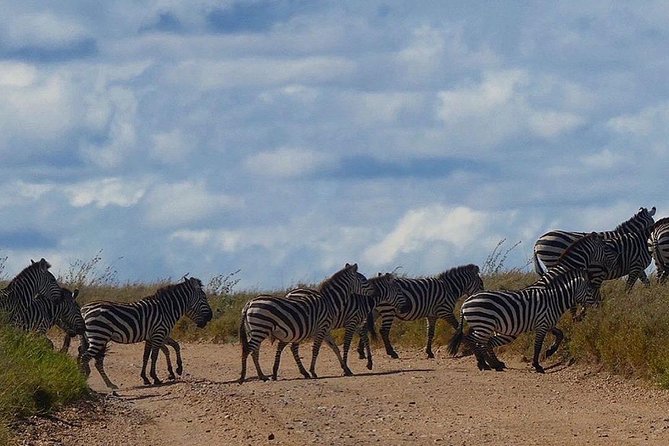 5 days Serengeti safari|Experience the great wildebeest migration - Who will enjoy this safari most