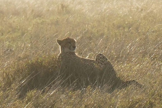 5 days Serengeti safari|Experience the great wildebeest migration - Day 1: Arusha to the Serengeti