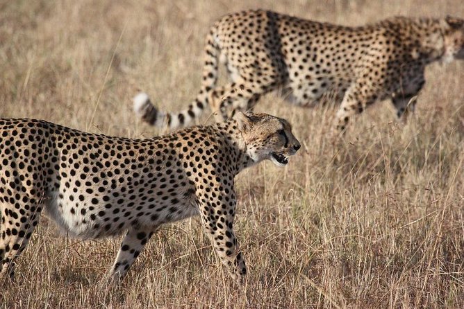 5 days Serengeti Wildebeest Migration Safari - Three Serengeti Days Give This Safari Its Shape