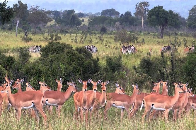 5 days Serengeti Wildebeest Migration Safari - Day One: Tarangire, Mto Wa Mbu, and the First Game Drive