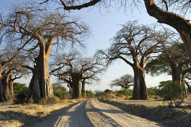 5 days Serengeti Wildebeest Migration Safari - What to Confirm Before You Book