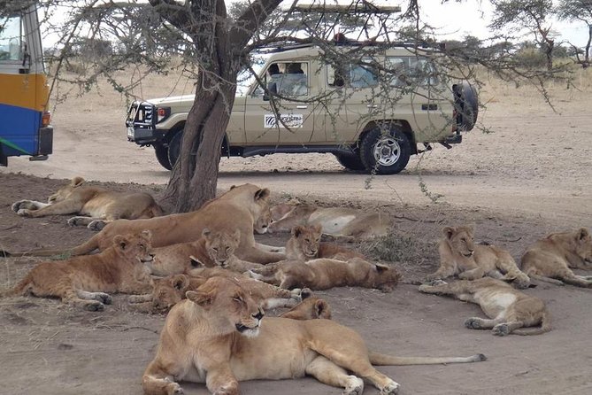 5 Days Special Safari to see migration - Key points before you book