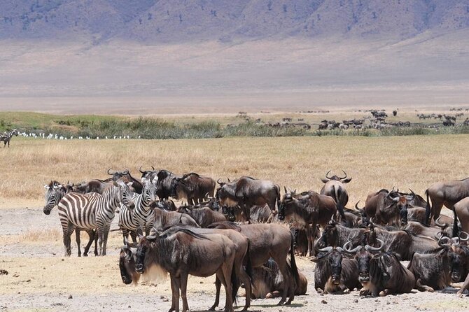 5 Days Special Safari to see migration - Day 3: Your fullest Serengeti wildlife day