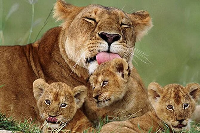 5 Days Special Safari to see migration - Day 4: From Serengeti to the Ngorongoro rim