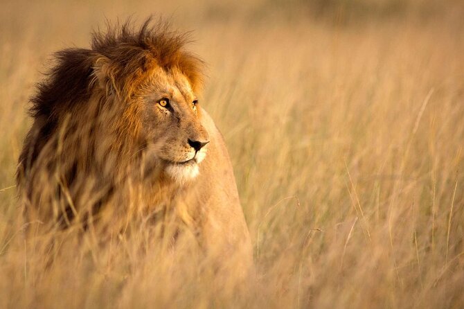 5 Days Special Safari to see migration - Lodging, meals, and the private vehicle