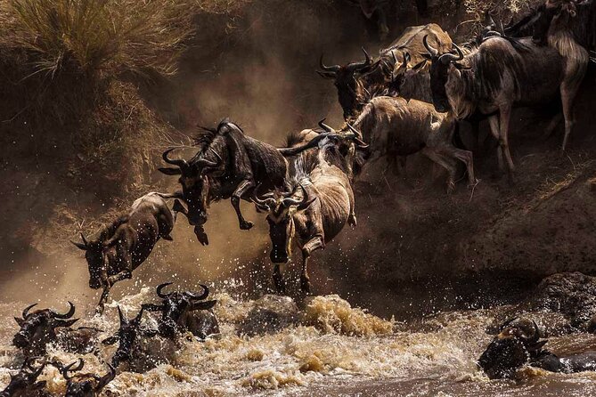 5 Days Special Safari to see migration - What the strongest feedback tells you