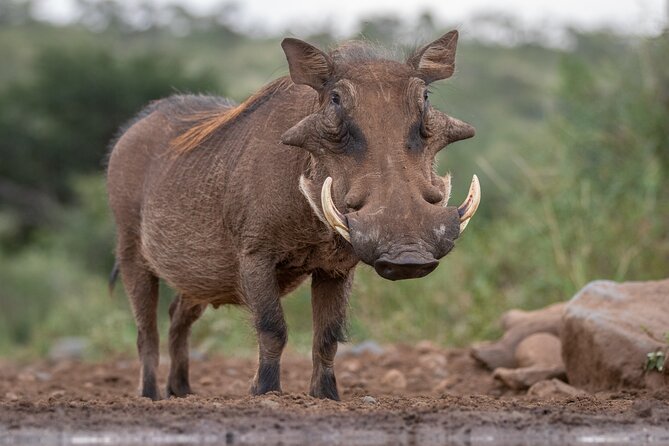 5 Days Tanzania Budget Camping Safari from Arusha - The camping experience: close to nature, short on polish