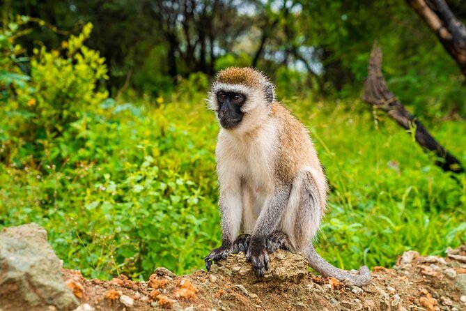 5 Days Tanzania Budget Camping Safari from Arusha - Day 5: Ngorongoro Crater and Lake Magadi