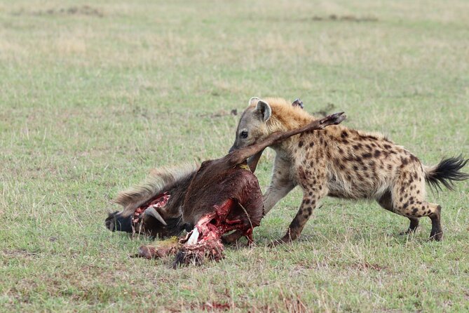 5 Days Tanzania Budget Camping Safari from Arusha - Who should book this safari?