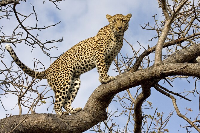 5 Days Tanzania Budget Camping Safari from Arusha - Day 1: Lake Manyara’s forest, cliffs, and birdlife