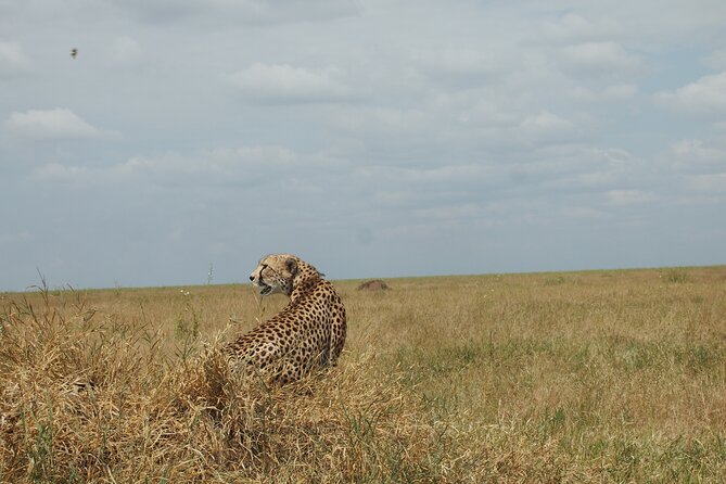5 days Tanzania Camping Safari - Day three: morning predators and the Ngorongoro rim