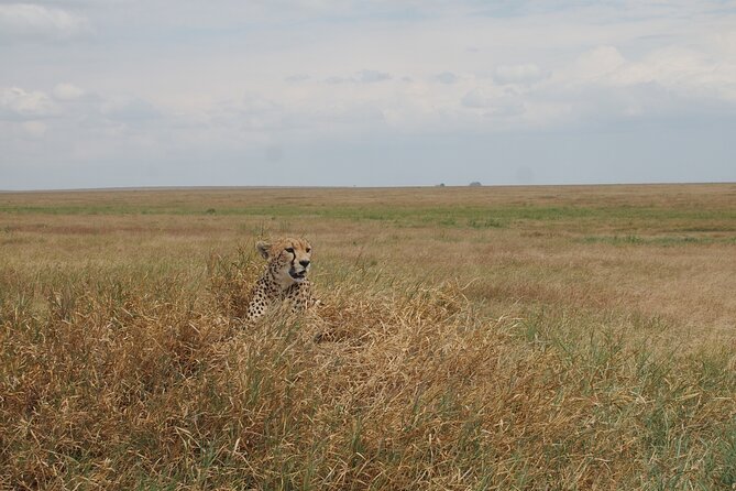 5 days Tanzania Camping Safari - Day five: flamingos and birds at Lake Manyara