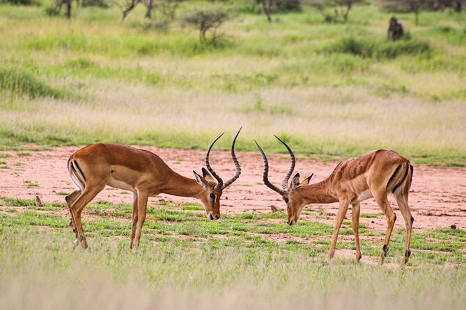 5 Days Tanzania Family Safari - Day 5: inside the Ngorongoro Crater