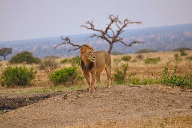 5 Days Tanzania Family Safari - What the vehicle and guide setup mean for you