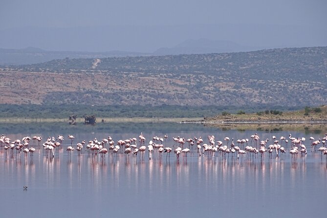 5 Days Tanzania Family Safari - Meals, costs, and what is not covered