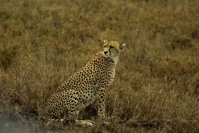 5 Days Tanzania Group Joining Safari, Tarangire/Serengeti/Ngorongoro Crater - Guides, Vehicles, and the Human Side of the Safari