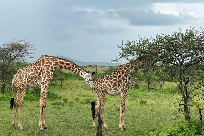 5 Days Tanzania Joining Safari with Pick Up Included Shared Tour - Day 3: Seronera and a full Serengeti day