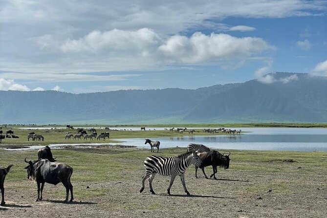 5 Days Tanzania Joining Safari with Pick Up Included Shared Tour - Day 4: Leaving the Serengeti for Ngorongoro