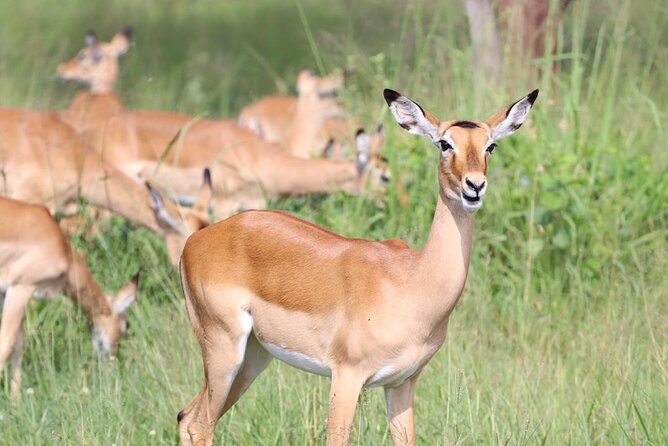5 Days Tanzania Joining Safari with Pick Up Included Shared Tour - Camping, meals, and what the price covers