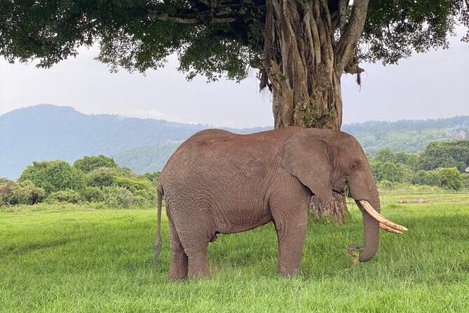 5 Days Tanzania Joining Safari with Pick Up Included Shared Tour - The shared vehicle and guide experience