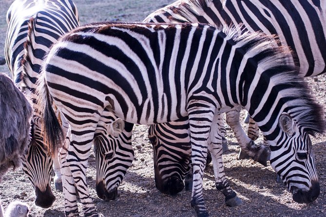 5 days Tanzania midrange lodge Private safari - Day 4: From Serengeti plains to the Ngorongoro rim