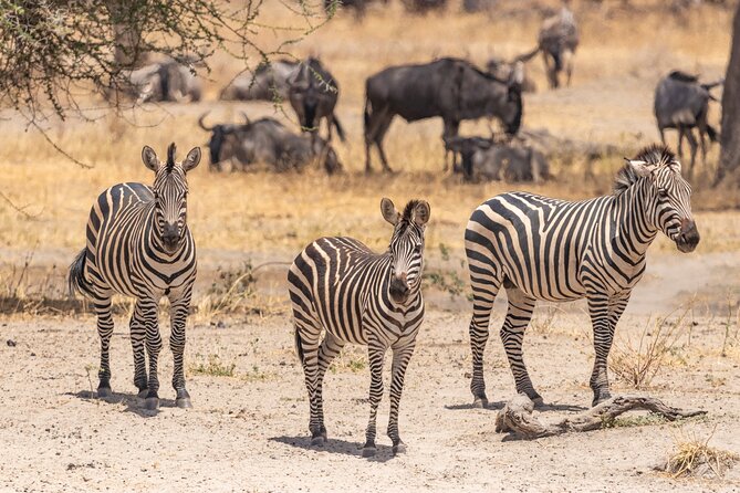 5 Days Tanzania Private Safari Tour - At a glance: what makes this safari different