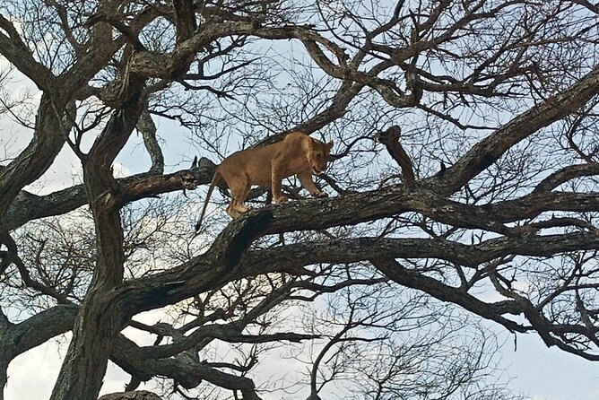 5 Days Tanzania Private Safari Tour - What you are really buying for $2,900