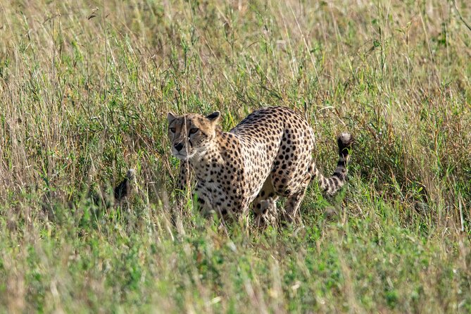 5 Days Tanzania Private Safari Tour - Day 4: Down into Ngorongoro Crater