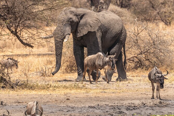 5 Days Tanzania Private Safari Tour - Day 5: Tarangire, Mto wa Mbu, and the airport