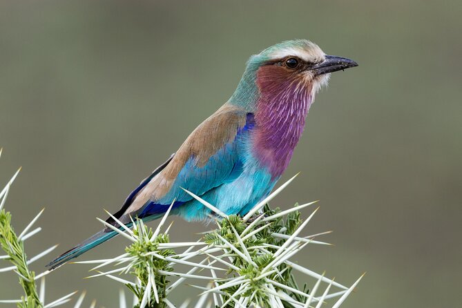 5 Days Tanzania Private Safari Tour - Day 2: From Karatu to the open Serengeti