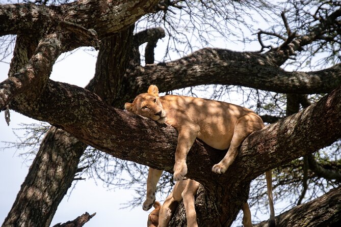 5 Days Tanzania's Wildlife Joint Safari. - What the $1,100 price really covers