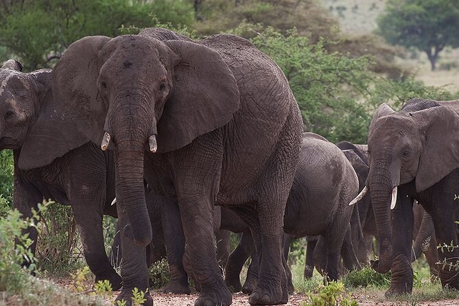5 Days Tanzania's Wildlife Joint Safari. - Guides, chefs, and the shared-safari rhythm