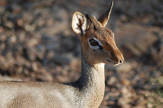5 Days Tanzania Safari from Mwanza to Arusha - Why this Mwanza to Arusha route is appealing