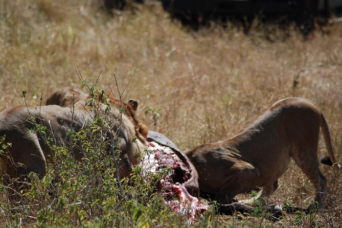 5 Days Tanzania Safari from Mwanza to Arusha - Day 4: Descending into Ngorongoro Crater