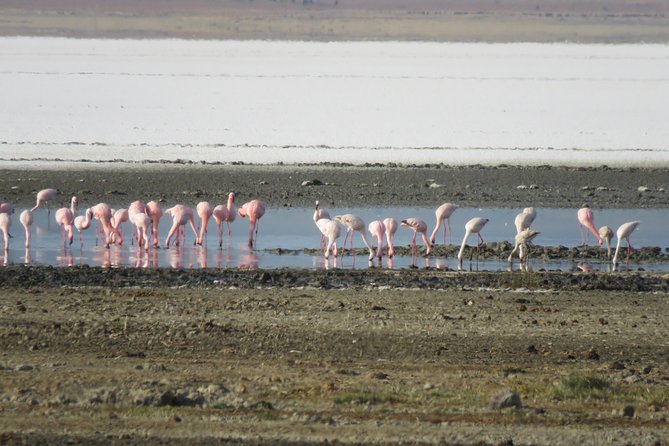 5 Days Tanzania Safari from Mwanza to Arusha - What the $2,950 price covers
