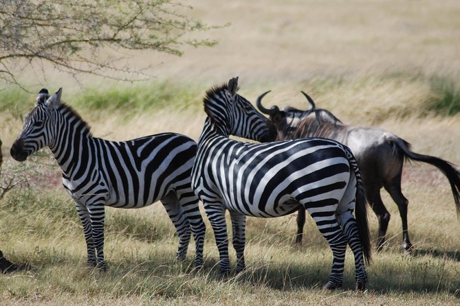 5 Days Tanzania Safari from Mwanza to Arusha - Day 2: A full Seronera day with two game drives