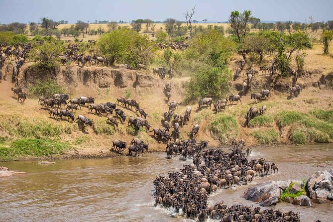 5 Days Tanzania Safari Great Wildebeest Migration - Day 3: An early search near the Mara River