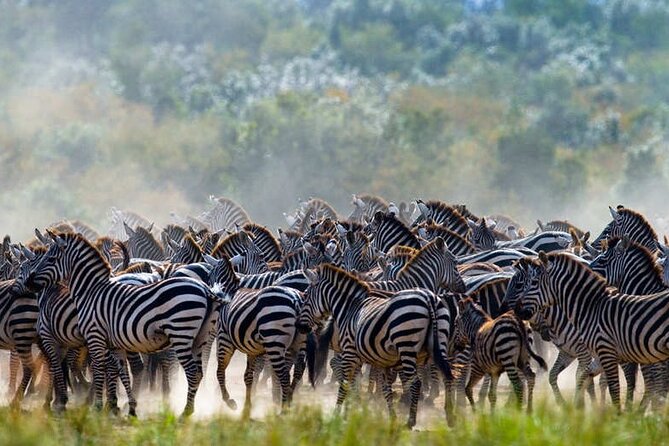 5 Days Tanzania Safari Great Wildebeest Migration - The guide and the private group format
