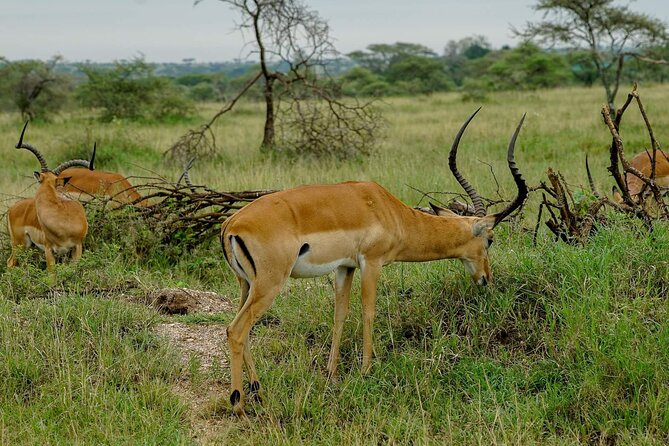 5 Days Tanzania Safari - Migration and Big 5 Safaris - Day 3: More Serengeti time, with a balloon option