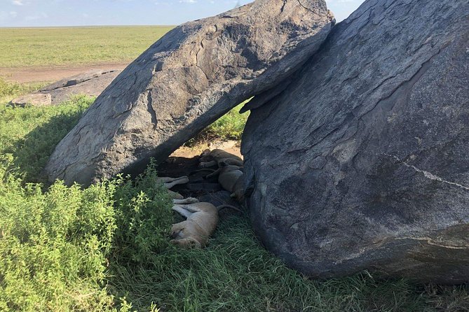 5 Days Tanzania Safari - Migration and Big 5 Safaris - The guide can shape the whole safari