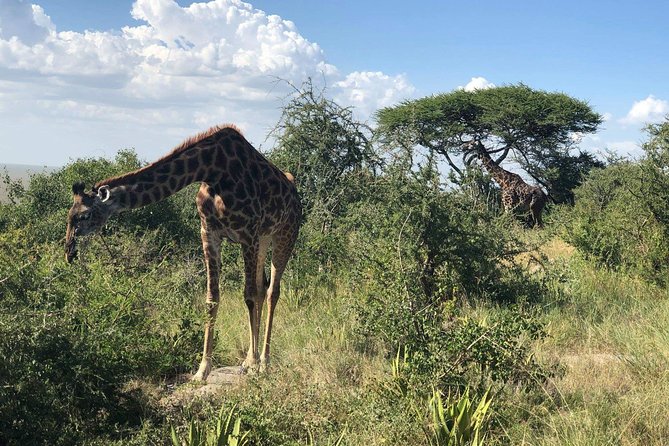 5 Days Tanzania Safari - Migration and Big 5 Safaris - Day 2: From Karatu highlands to central Serengeti