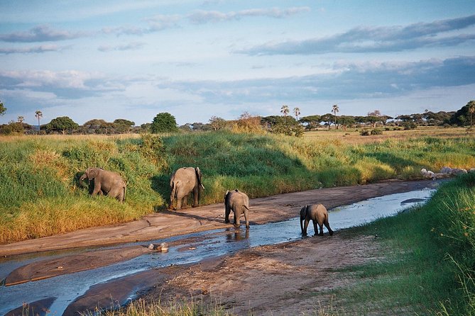 5 Days Tanzania Safari- Tarangire Np, Serengeti Np and Ngorongoro Crater - A five-day route built around Tanzania’s big names