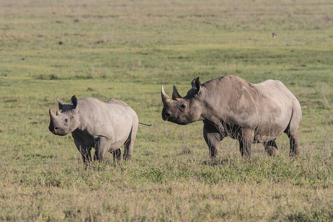 5 Days Tanzania Safari- Tarangire Np, Serengeti Np and Ngorongoro Crater - Day 3: A full Serengeti game drive