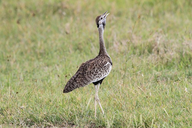 5 Days Tanzania Safari- Tarangire Np, Serengeti Np and Ngorongoro Crater - Day 5: Ngorongoro Crater and the road home